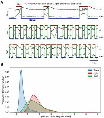 Up and Down States During Slow Oscillations in Slow-Wave Sleep and Different Levels of Anesthesia